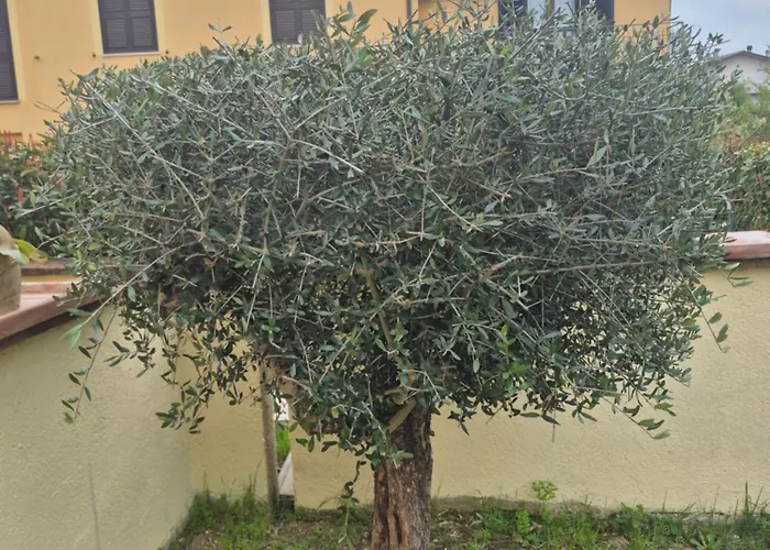 House Barbanera Apartamento *